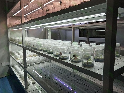 武山植物组织培养实验室设计建设方案